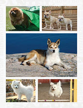 Load image into Gallery viewer, The New Complete Dog Book, 22nd Edition: Official Breed Standards and Profiles for Over 200 Breeds (CompanionHouse Books) American Kennel Club&#39;s Bible of Dogs: 920 Pages, 7 Variety Groups, 800 Photos